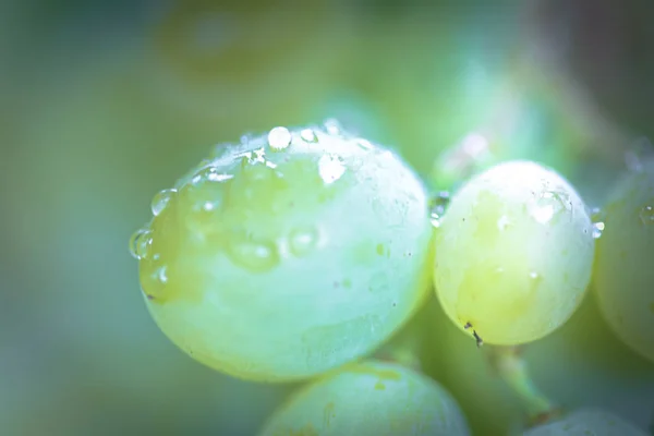 Trauben auf Rebensaft. Winzer Trauben auf Reben. Grünwein. Erntekonzept. Zutaten für die Produktion von Wein. Weinherstellung zu Hause. Agrarindustrie. frisches Obst, Makro — Stockfoto