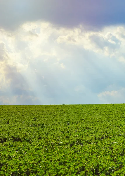 Um campo de soja jovem contra um céu tempestuoso com raios de sol. paisagem com soja verde crescendo em um campo cultivado antes da chuva. Boas colheitas de substitutos de carne para vegetarianos . — Fotografia de Stock