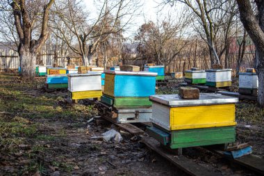 Eski arı kovanının üzerinde eski sarı ve mavi kovanlardan bir sıra. Arı rahmini yerinden sökmek için büyük bir arı arısı. Arılar kışı geçirmek için hazırlanıyor.