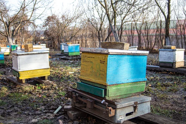 De pie en las escalas de la colmena de control con la familia de las abejas melíferas. Determinar el stock de conrms y miel en la colmena pesando sobre balanzas . —  Fotos de Stock