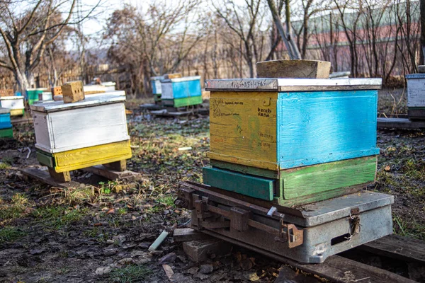 De pie en las escalas de la colmena de control con la familia de las abejas melíferas. Determinar el stock de conrms y miel en la colmena pesando sobre balanzas . —  Fotos de Stock