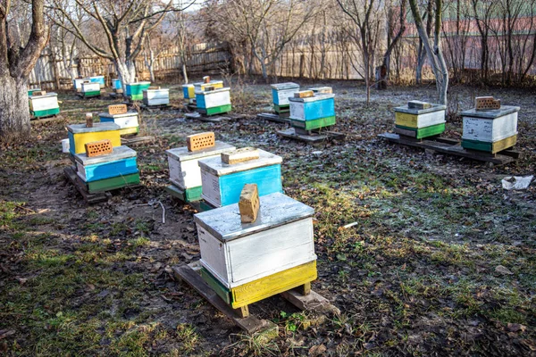 Large apiary with lots of hives in garden view from above. Apiary from multi-hull old hives in garden in winter. Lions standing on grass with frost. — Stock Photo, Image