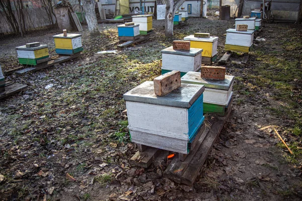 Σειρές από κυψέλες δύο κύτους στο μελισσοκομείο το Δεκέμβριο. Δεν έχει χιόνι το χειμώνα. Αποίκιο έτοιμο για διαχείμαση. Μέλισσες δεν πετούν έξω από κυψέλες σε ηλιόλουστο καιρό. — Φωτογραφία Αρχείου