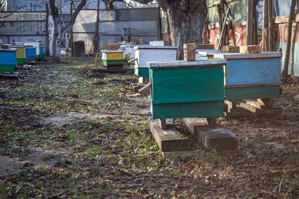 Las colmenas en el jardín entre los árboles a principios de primavera entre las prímulas. Árboles de jardín sin hojas. Primer vuelo de primavera de abejas sobre invernadas . —  Fotos de Stock