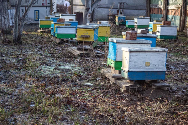 Ule w ogrodzie wśród drzew wczesną zimą. Ogrodowe drzewa bez liści. Przygotowuję pszczoły do zimy. Bezśnieżna zima na pasiece. Zimujące pszczoły na świeżym powietrzu. — Zdjęcie stockowe