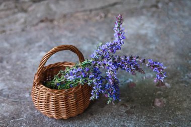 Salvia pratensis , meadow clary or meadow sage purple flowers in wicker basket from vine. Collection of medicinal plants during flowering in summer and spring. Plants to collect oil