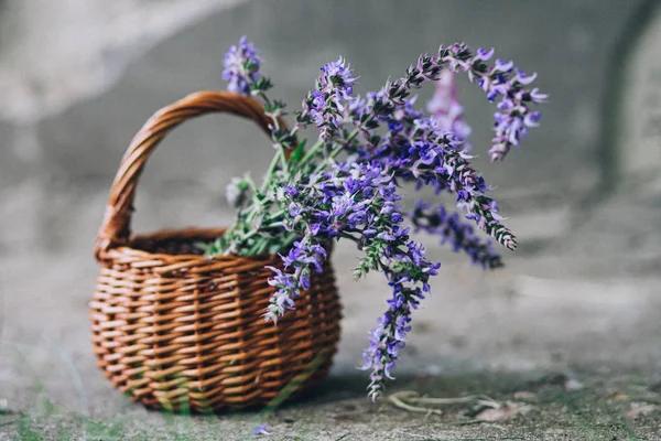 Salvia pratensis , meadow clary or meadow sage purple flowers in wicker basket from vine. Collection of medicinal plants during flowering in summer and spring. Medicinal herbs. self-medication.