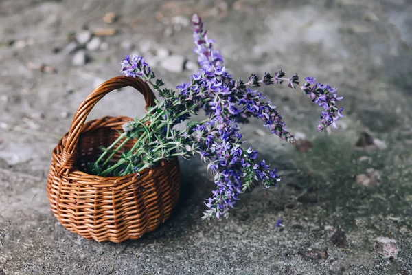 Salvia pratensis , meadow clary or meadow sage purple flowers in wicker basket from vine. Medicinal herbs. self-medication, treatment with medicinal plants, concept of homeopathic remedies.