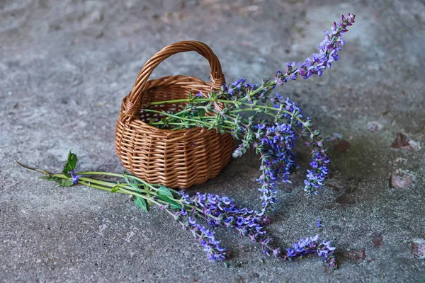 Salvia pratensis , meadow clary or meadow sage purple flowers in wicker basket from vine. Collection of medicinal plants during flowering in summer and spring. concept of Medicinal herbs. self-medication, treatment with medicinal plants.