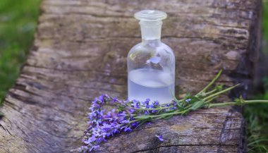 bouquet Salvia pratensis, meadow clary or meadow sage purple flowers near bottle of medicine on stump in forest on background of green grass. Collection of herbs in season. Medicines from medicinal plants.