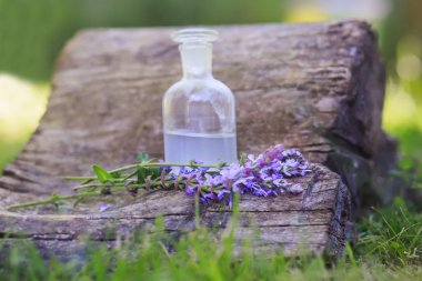 bouquet Salvia pratensis, meadow clary or meadow sage purple flowers near bottle of medicine on stump in forest on background of green grass. Collecting herbs for tea. Plants to collect oil. Collection of herbs in season. Medicines from medicinal pla