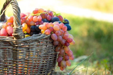 bunch of red grapes hanging from old wicker basket. Harvest berries against green grass at sunset. Harvesting concept