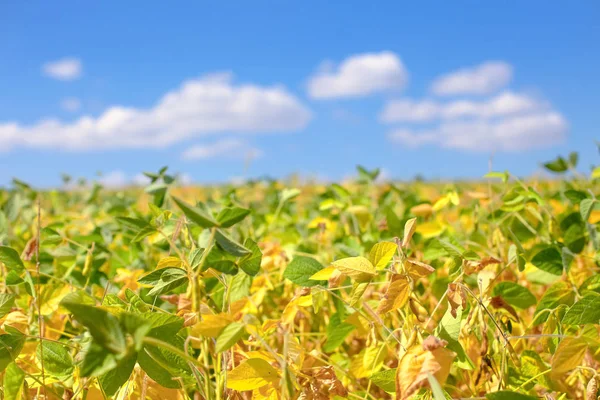 Olgunlaşmış soya tarlası. Glicine max, soya fasulyesi, soya fasulyesi filizlenen soya fasulyesi. Soya fasulyesi tarlasında sarı yapraklar ve soya fasulyesi. Sonbahar hasadı. Tarımsal soya çiftliği geçmişi.