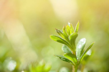 Galium aparine cleavers, clivers, Cleavers Galium aparine use in medicine for treatment of disorders grass close-up In spring. Soft focus. Film grain.