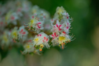 Baharda ağaç at kestanesinde Bud, baharda mütevazı kestane yaprakları. Parlak yeşil yapraklar yaklaşıyor. Telefonda bahar ekran koruyucuları için arka plan. Doğanın yeniden doğuşu. Ağaçlarda açan tomurcuklar.