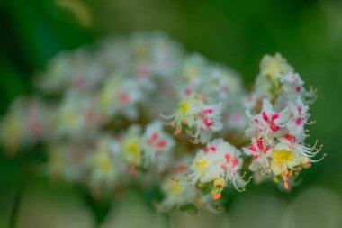 Baharda ağaç at kestanesinde Bud, baharda mütevazı kestane yaprakları. Parlak yeşil yapraklar yaklaşıyor. Telefonda bahar ekran koruyucuları için arka plan. Doğanın yeniden doğuşu. Ağaçlarda açan tomurcuklar.