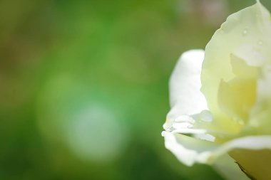 Beyaz bir gül yaprağına yağmur damlaları. Bitkiler ve çiçeklerle güzel bir arkaplan.