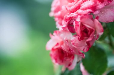 bouquet of scarlet roses on light green foliage background. Beautiful delicate flowers on flowerbed