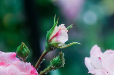 A bud of pink rose after the rain. bunch of pink garden roses. Beautiful pink rose with dark fringing of petals wet after rain. Drops of dew on petals of garden rose. Soft focus. Blured