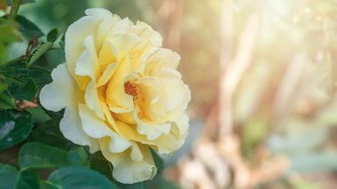 beautiful yellow rose on bush in garden. close-up flower against background of sunset.