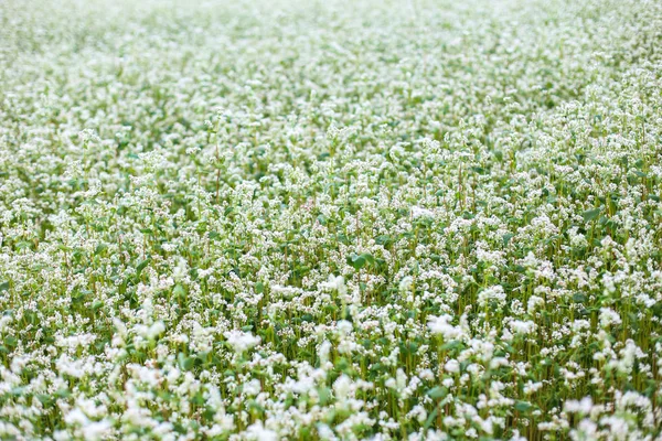 Campo di Fiori grano saraceno — Foto Stock