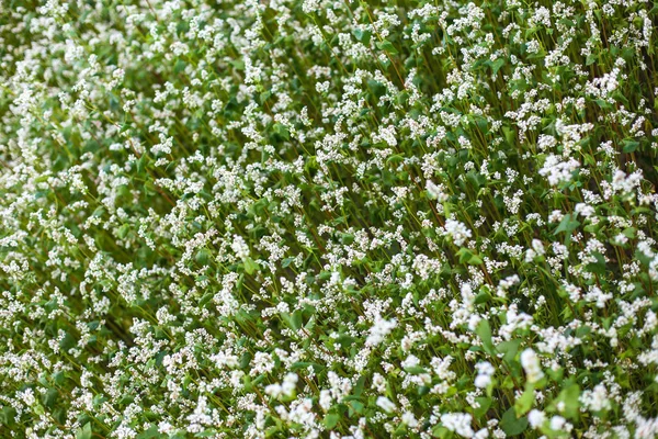 Gebied van bloemen boekweit — Stockfoto