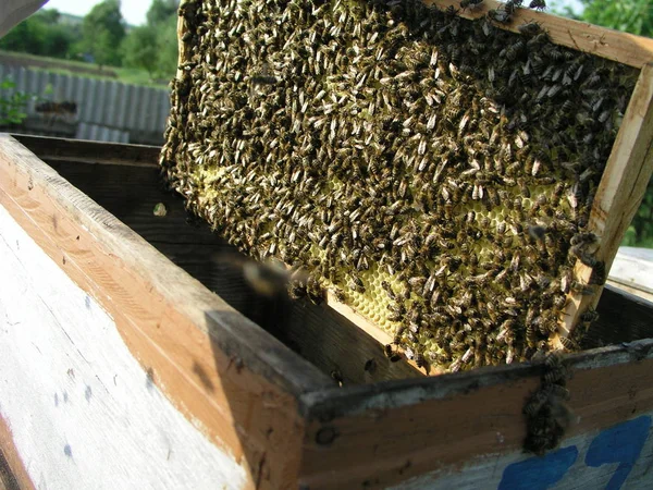 Beehive with beehives on which there are lot of bees. Bees cover — Stock Photo, Image