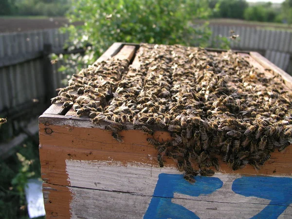 Ul z uli, na których jest dużo pszczół. Pokrywa pszczół — Zdjęcie stockowe