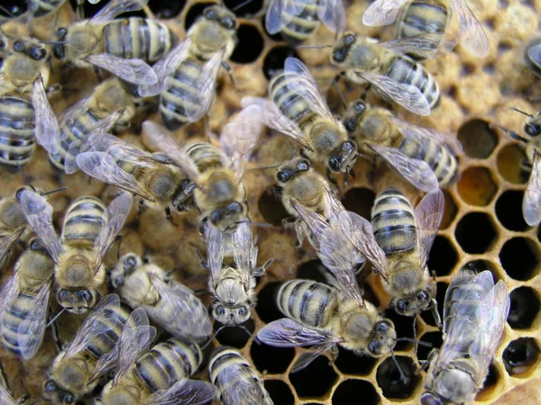 Criação e manipulação de abelhas. Abelhas reprodutoras no apiário no — Fotografia de Stock
