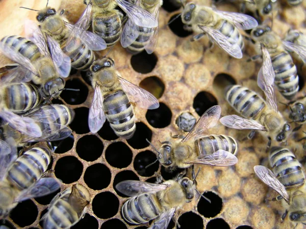 Jovem abelha recém-nascida rastejando no pente de nivelamento do chá de ninhada — Fotografia de Stock