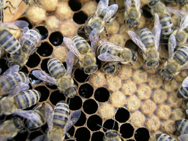 Artificial insemination of the bees in the apiary of beekeeper.