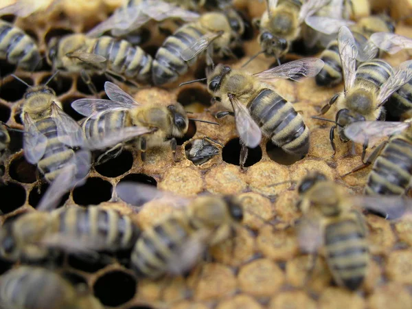 As abelhas rastejam por aí a cobrir a ninhada na câmara de ninhada. recém-nascido em abelha — Fotografia de Stock