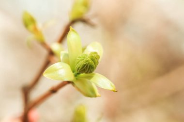 Yellow maple flowers. Spring Background with the inscription bokeh