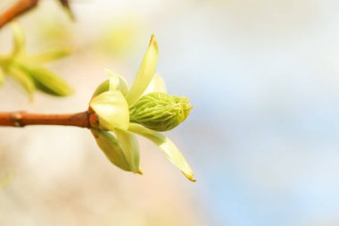 Yellow maple flowers. Spring Background with the inscription bokeh