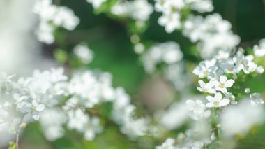 Cerasus besseyi L.H.Bailey Lunell dallardaki beyaz çiçekler. Cüce kiraz baharda çiçek açar. Bahar ekran koruyucu için arka plan. Bahar zamanı konsepti. Yumuşak odak.