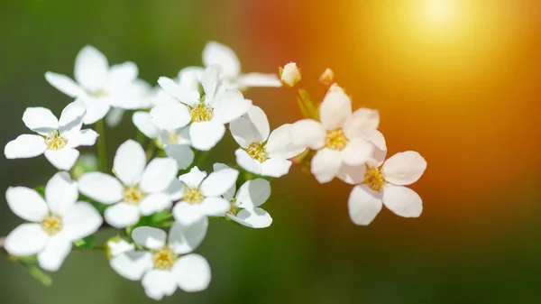 Cerasus Besseyi Bailey Lunell枝に白い小さな花を咲かせます 春には野桜が咲きます 春のスクリーンセーバーの背景 春の時間概念 — ストック写真