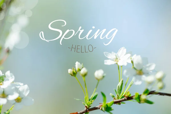 文本Hello Spring Cerasus Besseyi Bailey Lunell白色小花在树枝上 矮小的樱桃在春天开花 春屏保护程序的背景 春季时间概念 — 图库照片
