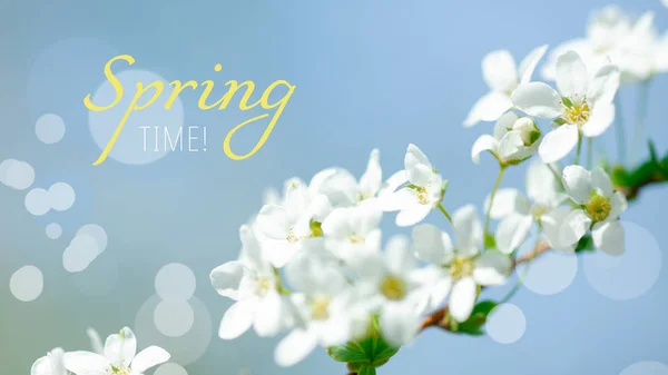 Cerasus Besseyi Bailey Lunell枝に白い小さな花を咲かせます 春には野桜が咲きます 春のスクリーンセーバーの背景 春の時間概念 — ストック写真