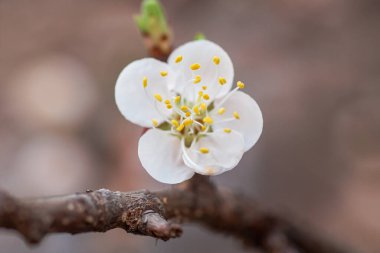 Bir dilim taze bal oturdu ve akasya çiçekli sarı bal peteğiyle bowling oynadı..