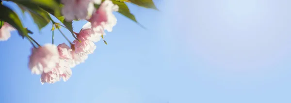 Frontera Primavera Arte Fondo Con Flor Rosa Flores Cerezo Rosa —  Fotos de Stock