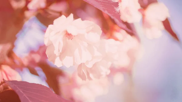 Spring Border Background Art Pink Blossom Pink Cherry Blossoms Blue — Stock Photo, Image