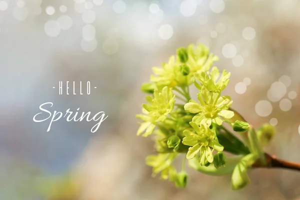 Žluté Javorové Květy Jarní Pozadí Nápisem Ahoj Jaro Bokeh — Stock fotografie