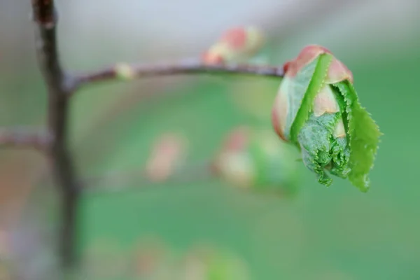 Tilia Cordata Kis Levelű Mész Esetenként Kis Levelű Hárs Vagy — Stock Fotó