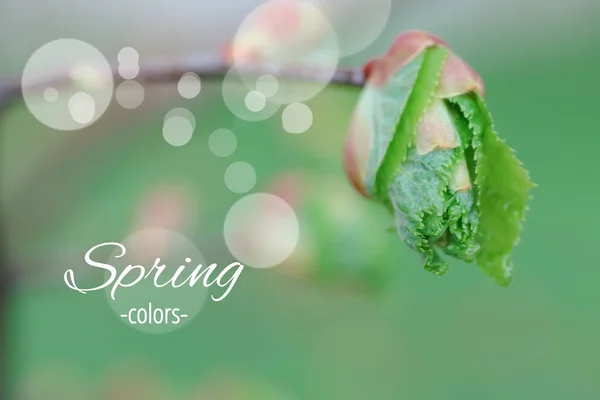 春の文字色 ティリア コルデータ 小葉石灰 時折小さな葉のリンデンまたは小葉のリンデン最初の緑の葉 — ストック写真