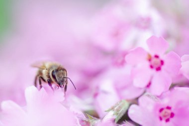 Bal arısı Phlox subulata 'dan nektar ve polen toplar, sürünen phlox, yosun phlox, yosun pembesi, veya dağ fenomeni. Yazın Alp çiçekliğinde bal bitkisi. Seçici odak