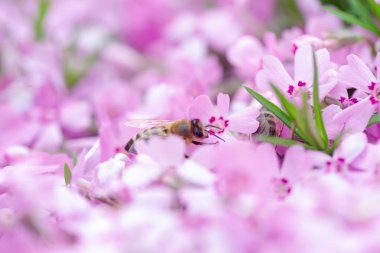 Bal arısı Phlox subulata 'dan nektar ve polen toplar, sürünen phlox, yosun phlox, yosun pembesi, veya dağ fenomeni. Yazın Alp çiçekliğinde bal bitkisi. Seçici odak