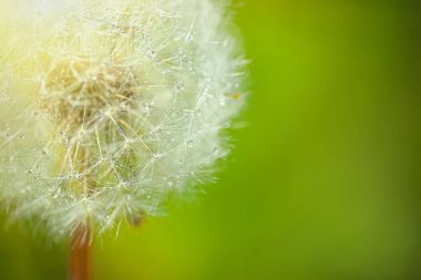 Tohumları olan büyük beyaz tüylü karahindiba. Güneş ışınları çiçeği aydınlatır. Ekran koruyucu için doğal arkaplan