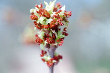 Acer negundo, kutucuk büyükleri, kutucuk büyükleri, kül yapraklı ve akçaağaç külü, Manitoba, elf, akçaağaç akçaağaç erkek cilt bakımı ve açık havada çiçekler. Bahar günü