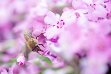 Bal arısı Phlox subulata 'dan nektar ve polen toplar, sürünen phlox, yosun phlox, yosun pembesi, veya dağ fenomeni. Yazın Alp çiçekliğinde bal bitkisi. Seçici odak