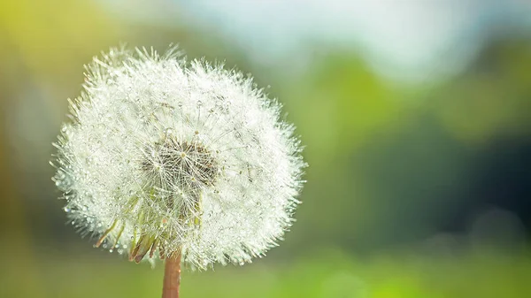 Großer Weißer Flauschiger Löwenzahn Mit Samen Sonnenstrahlen Erhellen Die Blume — Stockfoto